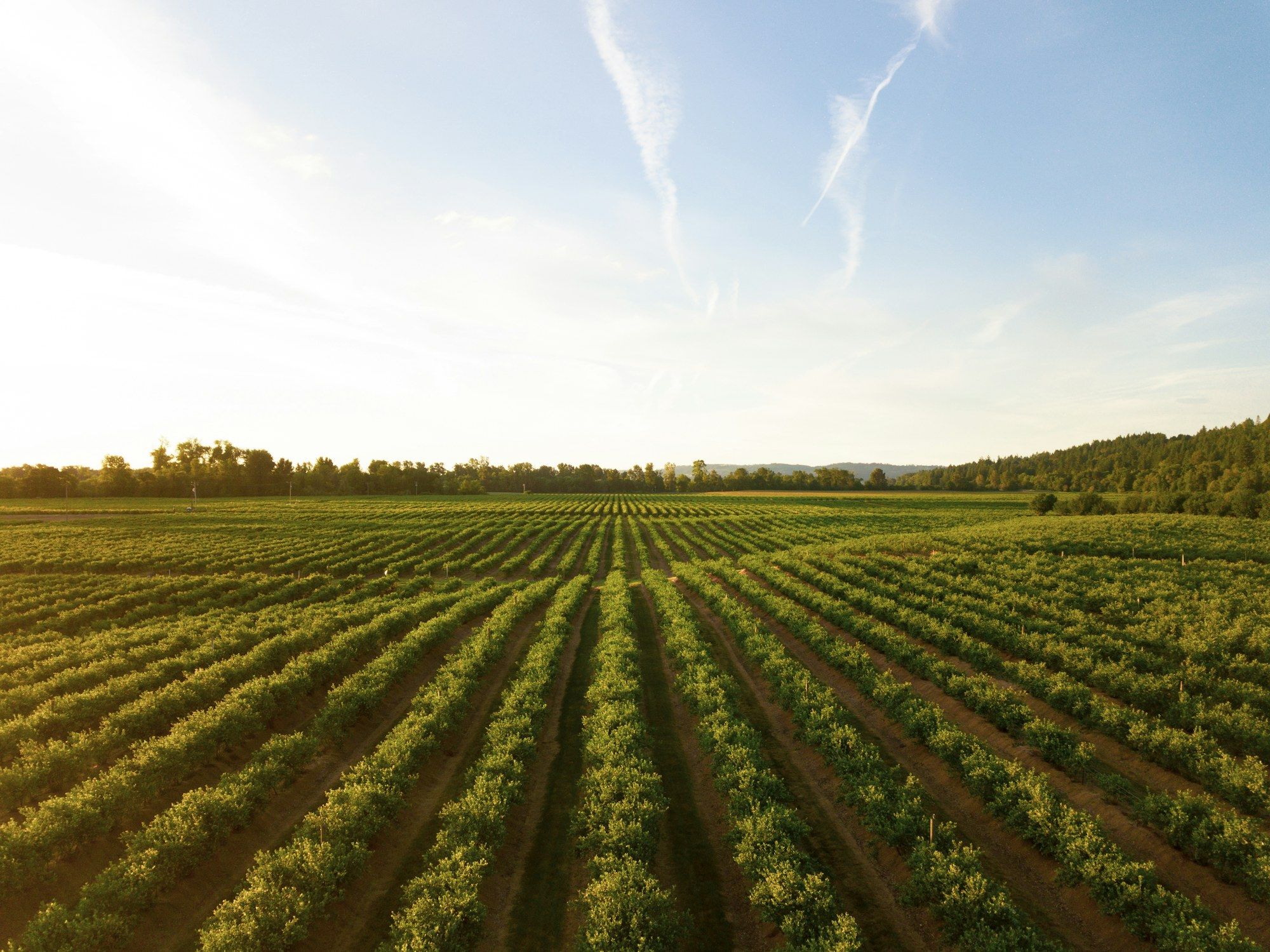 Rows of crops in an agricultural field at dusk