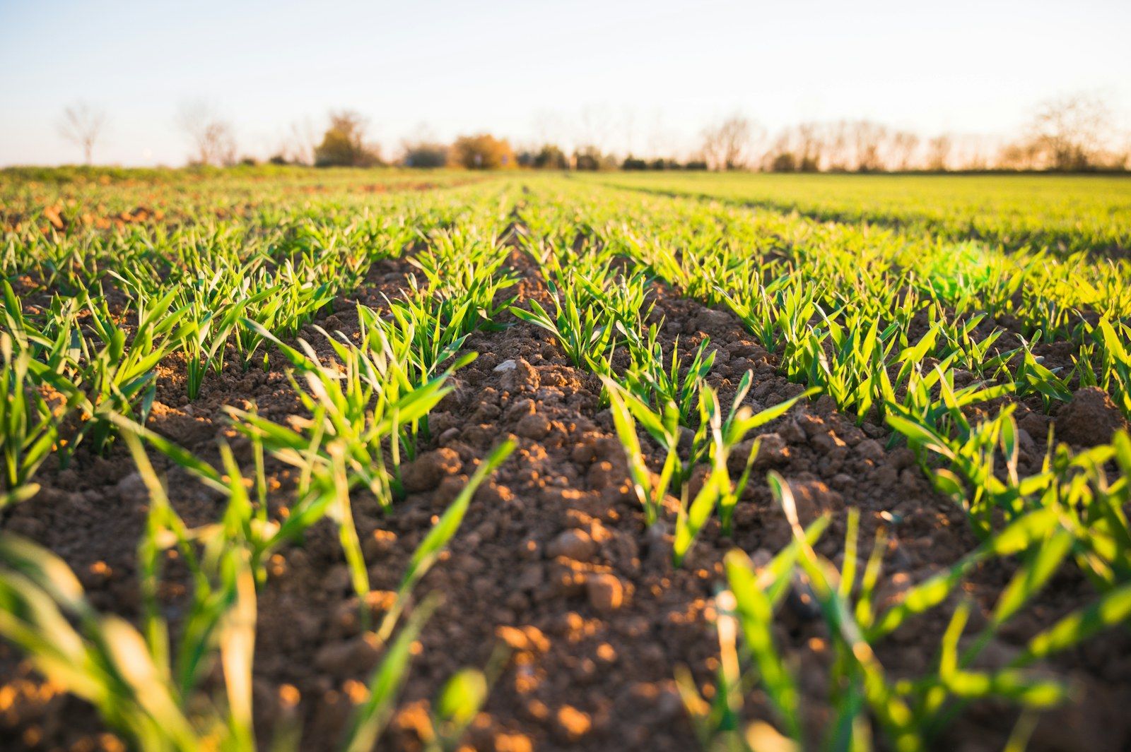 Young crops growing in cultivated soil