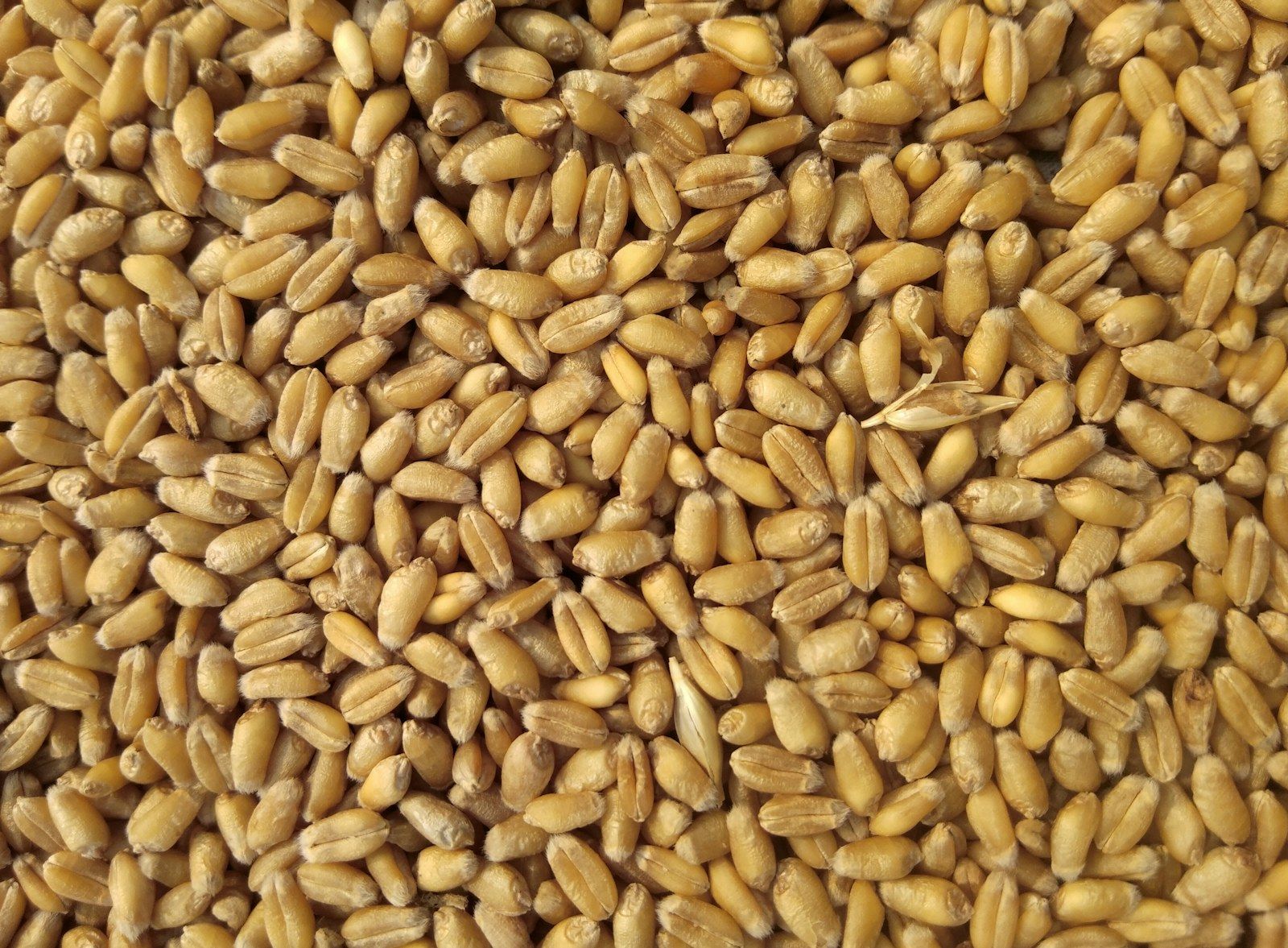 Close-up of harvested seeds and grain