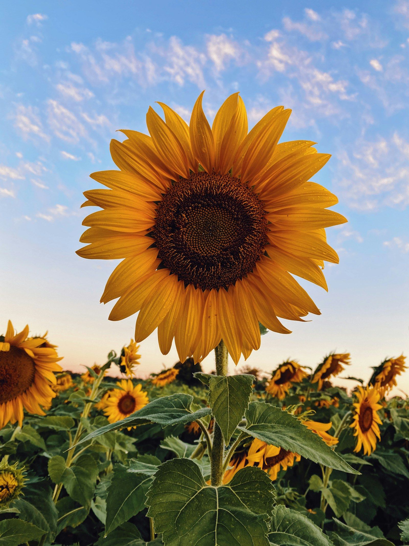 Sunflower field, a source of vegetable oil