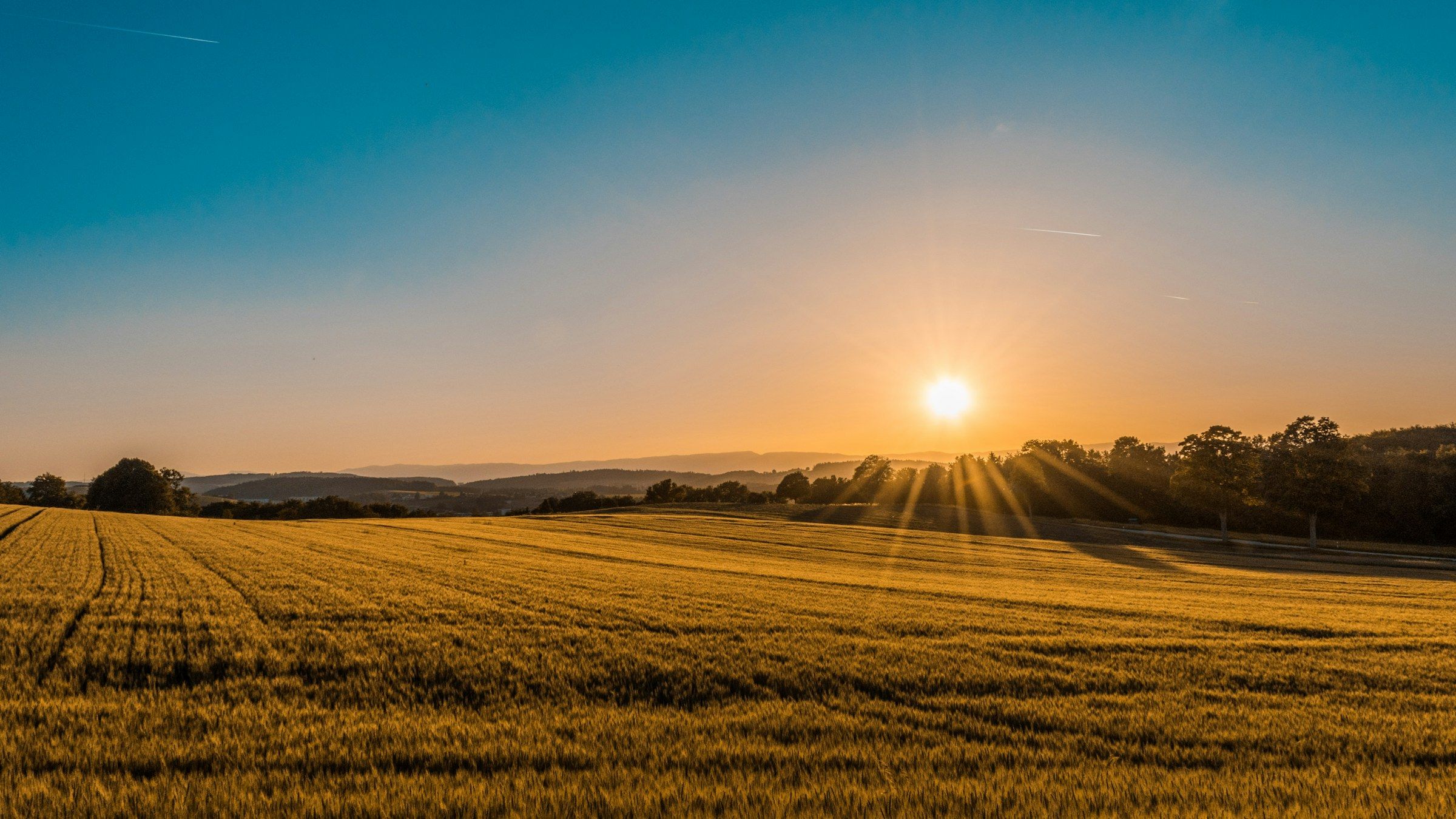 Agricultural field at golden hour